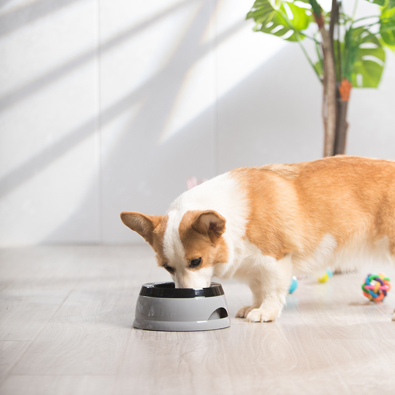 Миски для собак с защитой от н – обзор и цена Slow Feeder Dog Bowl